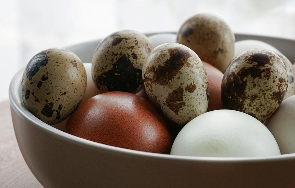 protein sources